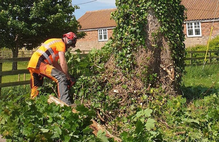 Tree removal