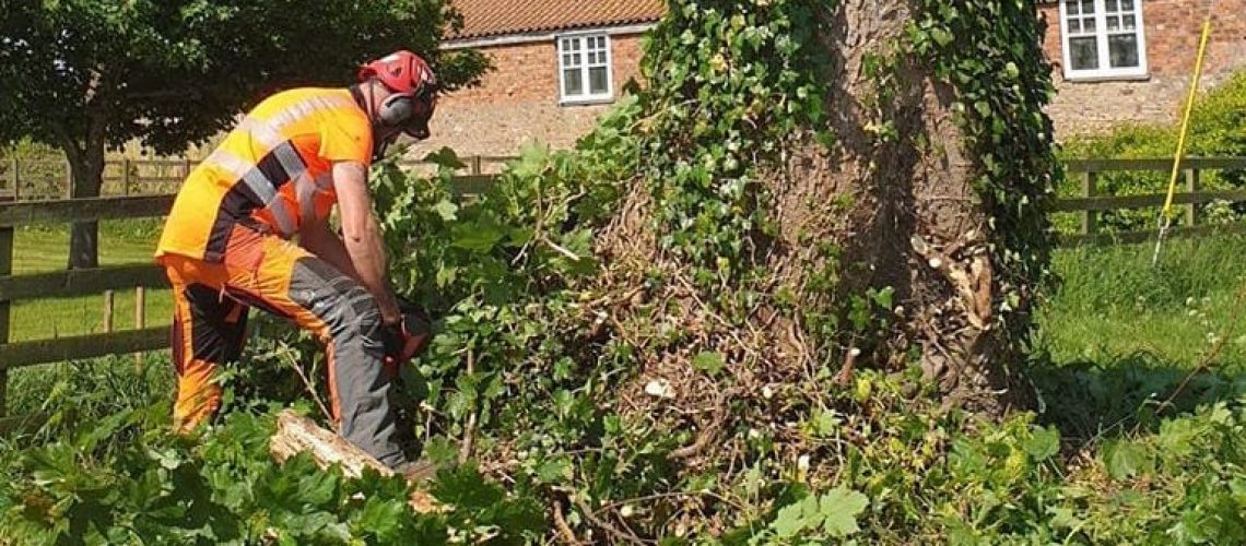 Tree Removal | Low Impact Forestry Ltd